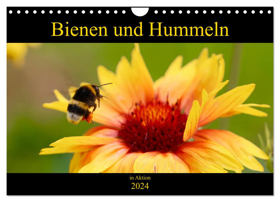 Bienen und Hummeln in Aktion (CALVENDO Wandkalender 2024)