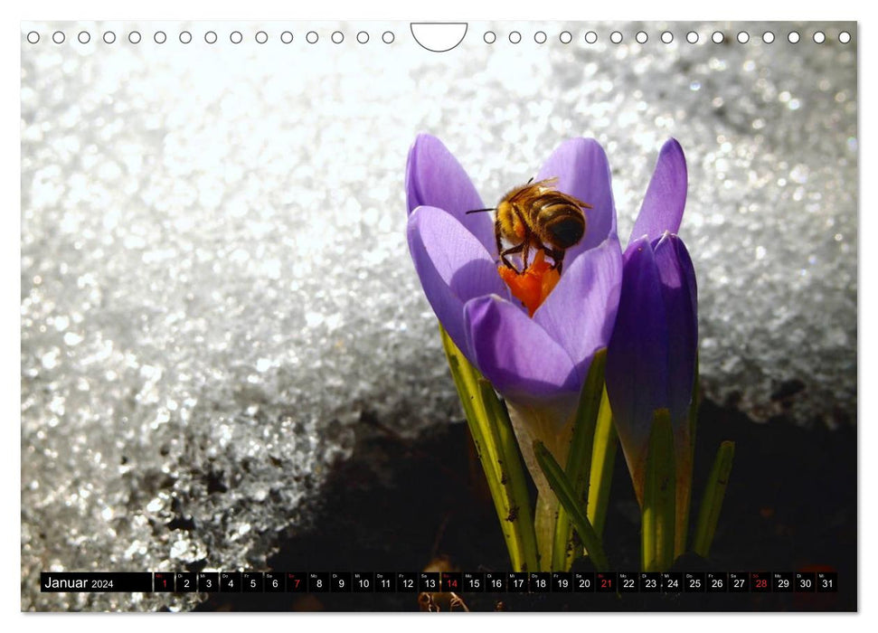 Bienen und Hummeln in Aktion (CALVENDO Wandkalender 2024)