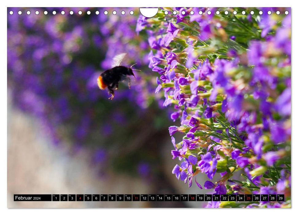 Bees and bumblebees in action (CALVENDO wall calendar 2024) 