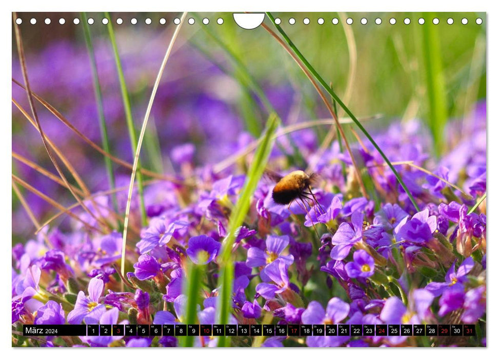 Bees and bumblebees in action (CALVENDO wall calendar 2024) 