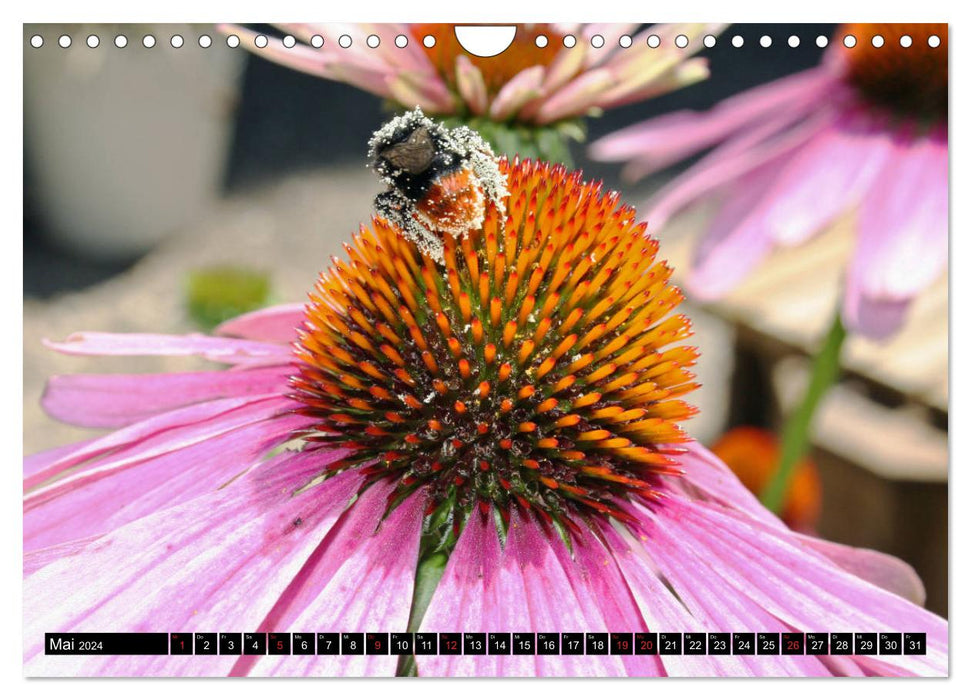 Bees and bumblebees in action (CALVENDO wall calendar 2024) 