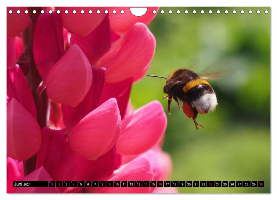 Bienen und Hummeln in Aktion (CALVENDO Wandkalender 2024)