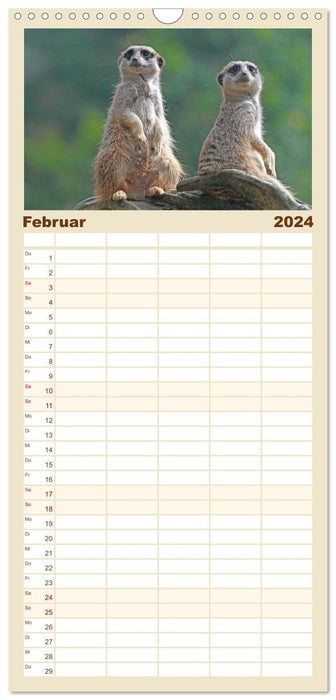 Erdmännchen (CALVENDO Familienplaner 2024)