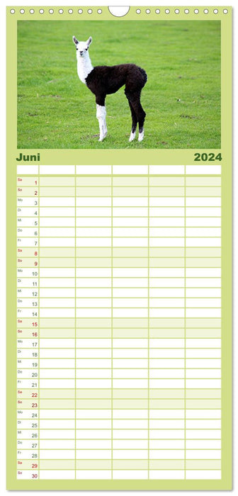 Lama-Kalender (CALVENDO Familienplaner 2024)