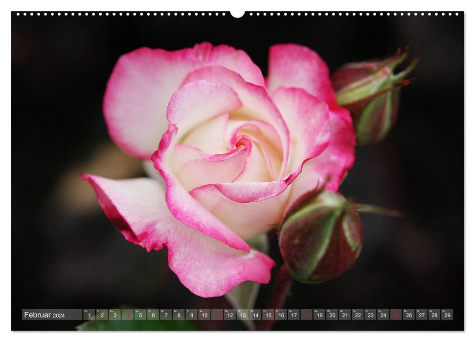 Proud roses (CALVENDO wall calendar 2024) 
