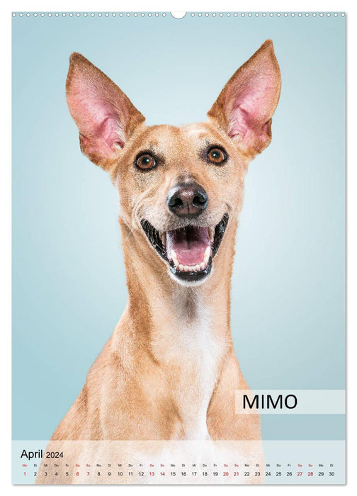 Dog calendar - dog breeds in portrait (CALVENDO Premium Wall Calendar 2024) 