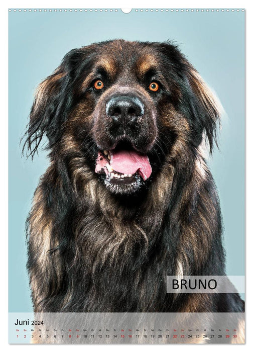 Dog calendar - dog breeds in portrait (CALVENDO Premium Wall Calendar 2024) 
