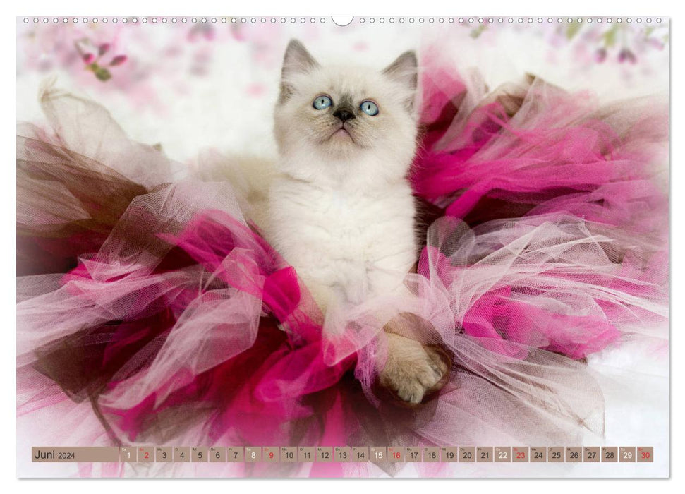 Velvet paw moments with shabby chic &amp; vintage flair (CALVENDO Premium Wall Calendar 2024) 