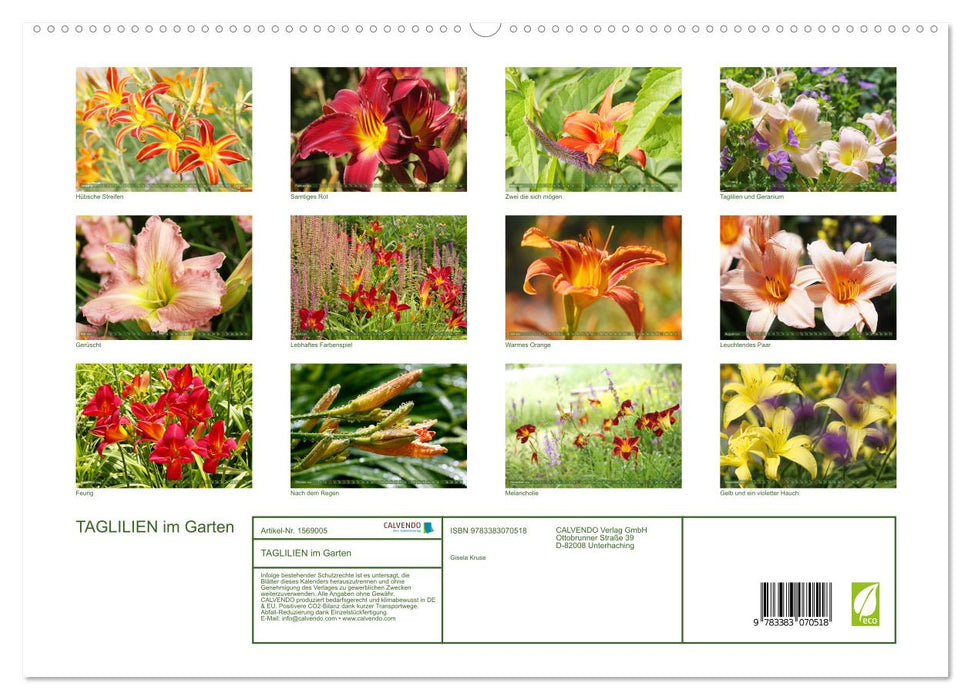 Taglilien im Garten (CALVENDO Premium Wandkalender 2024)