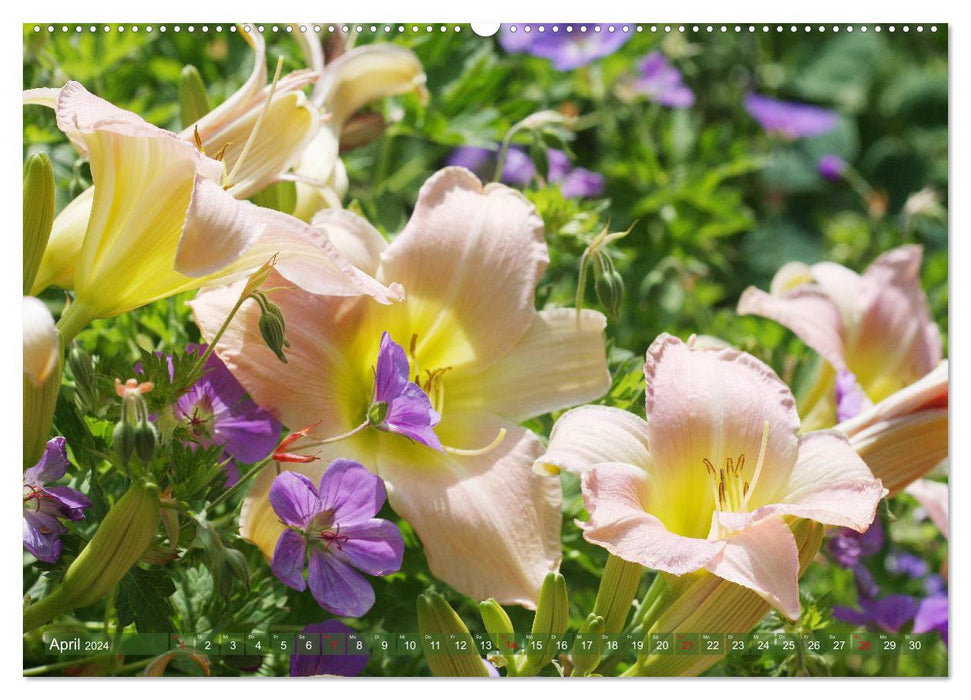 Taglilien im Garten (CALVENDO Premium Wandkalender 2024)
