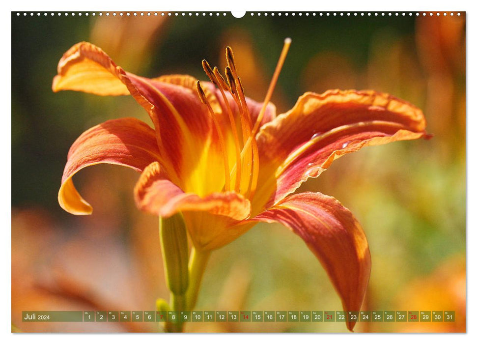 Daylilies in the garden (CALVENDO Premium Wall Calendar 2024) 