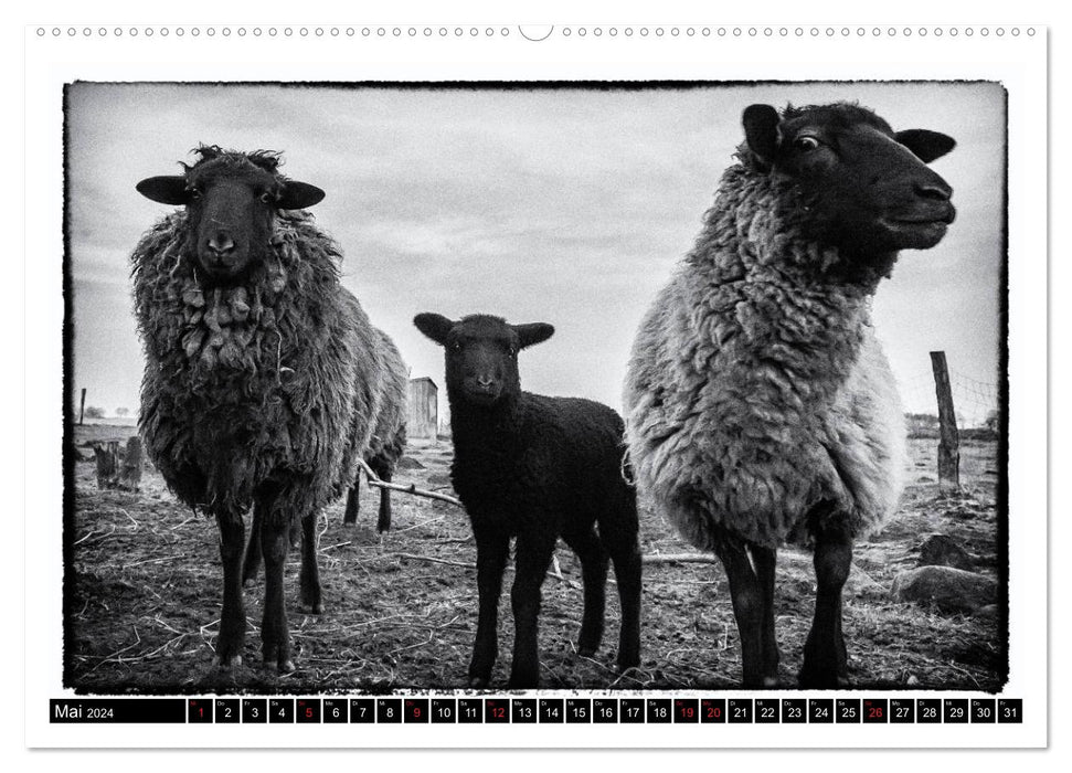 sheep world (CALVENDO Premium Wall Calendar 2024) 