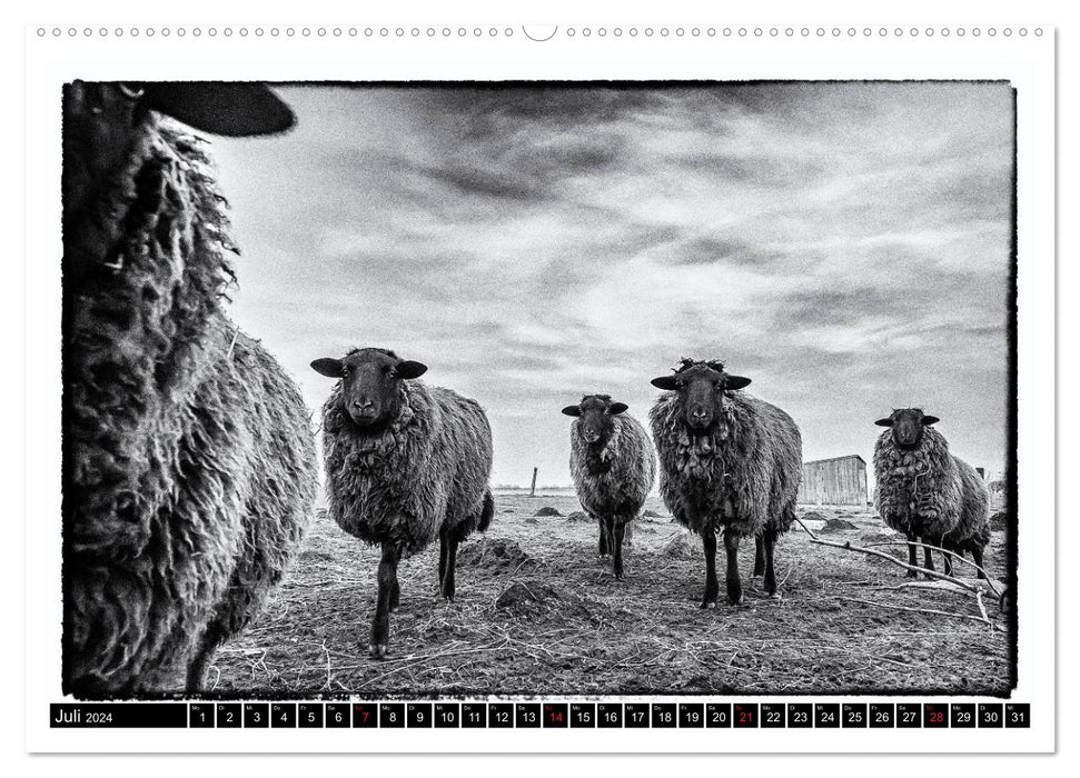sheep world (CALVENDO Premium Wall Calendar 2024) 