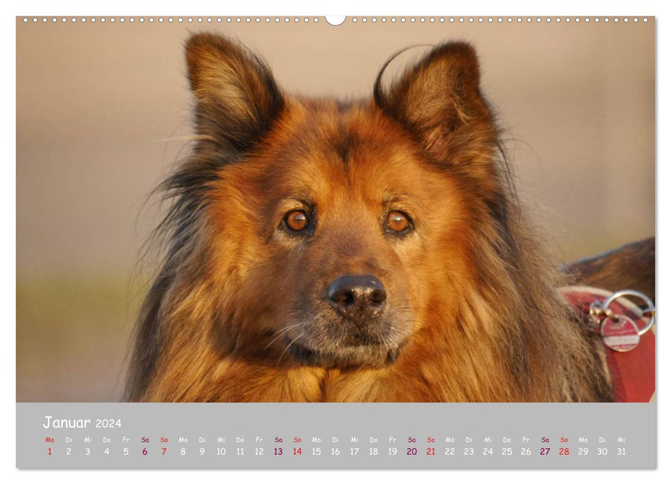 Your dog the loyal companion (CALVENDO Premium Wall Calendar 2024) 