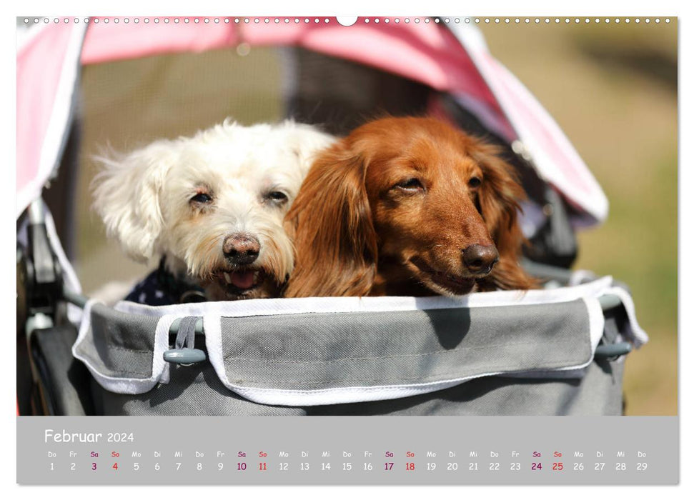 Your dog the loyal companion (CALVENDO Premium Wall Calendar 2024) 