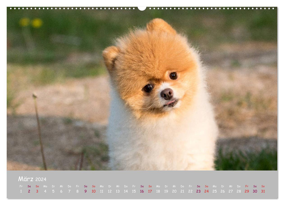 Your dog the loyal companion (CALVENDO Premium Wall Calendar 2024) 