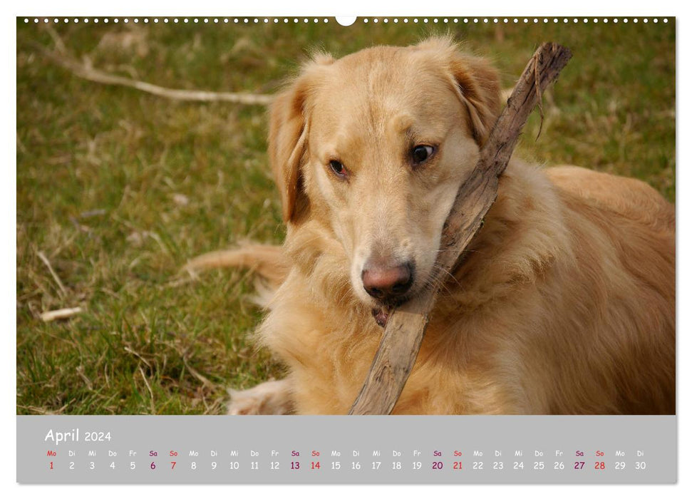 Your dog the loyal companion (CALVENDO Premium Wall Calendar 2024) 