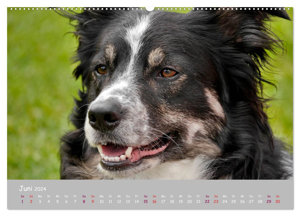 Your dog the loyal companion (CALVENDO Premium Wall Calendar 2024) 