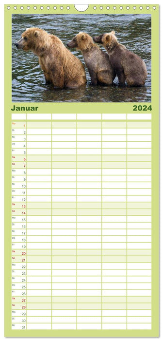 Grizzlys - Der Kalender (CALVENDO Familienplaner 2024)