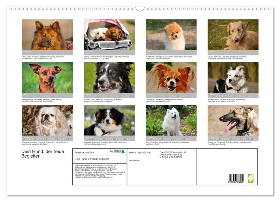 Your dog the loyal companion (CALVENDO wall calendar 2024) 