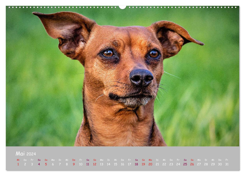 Dein Hund der treue Begleiter (CALVENDO Wandkalender 2024)