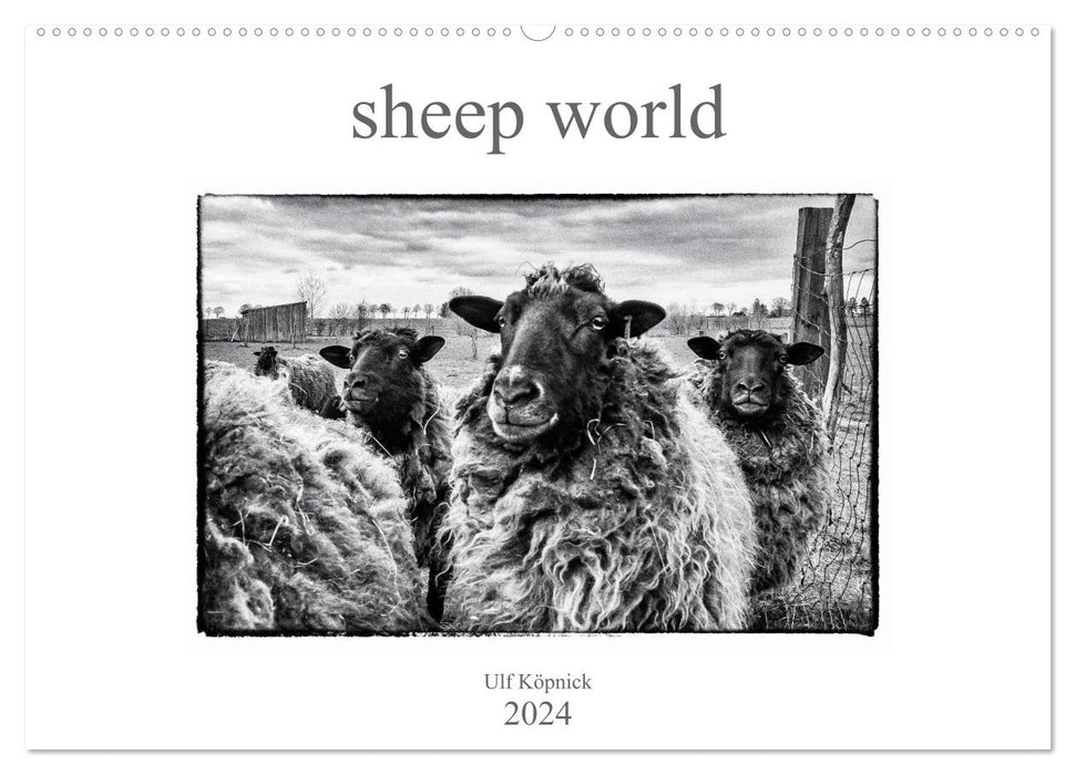 sheep world (CALVENDO Wandkalender 2024)
