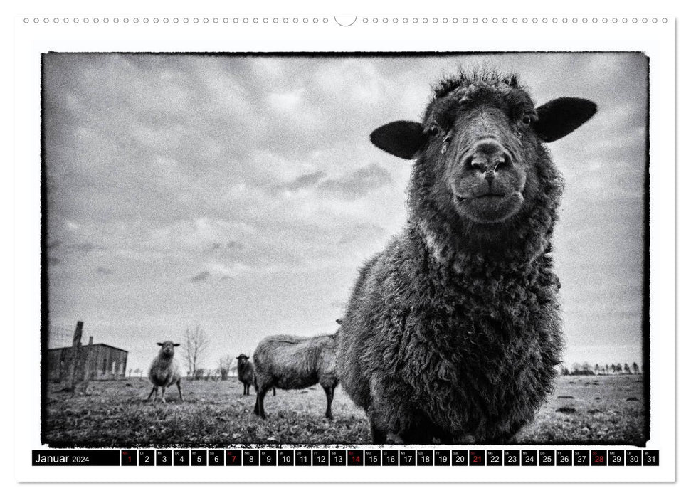 le monde des moutons (calendrier mural CALVENDO 2024) 