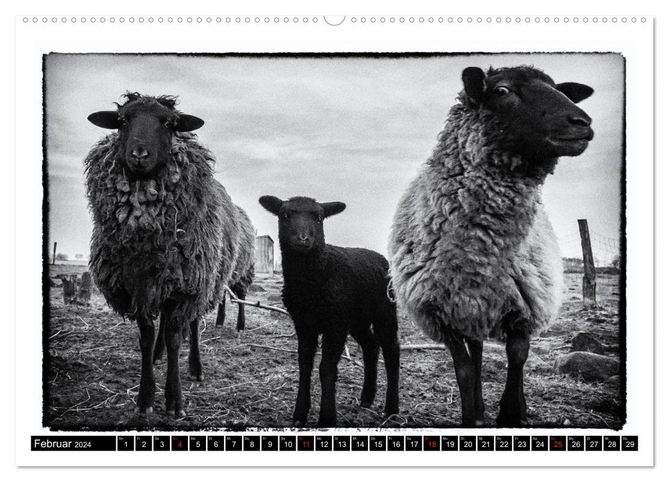 le monde des moutons (calendrier mural CALVENDO 2024) 