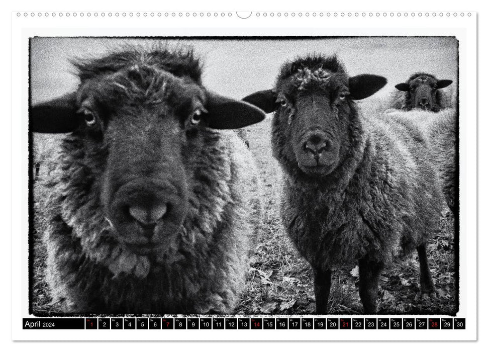 le monde des moutons (calendrier mural CALVENDO 2024) 
