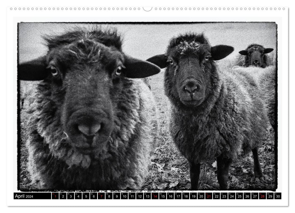 sheep world (CALVENDO Wandkalender 2024)