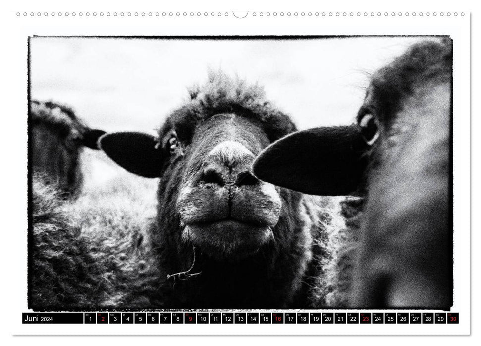 sheep world (CALVENDO Wandkalender 2024)