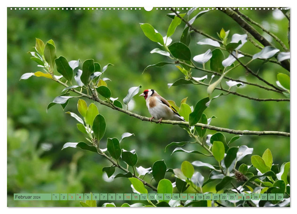 Goldfinch (CALVENDO Premium Wall Calendar 2024) 