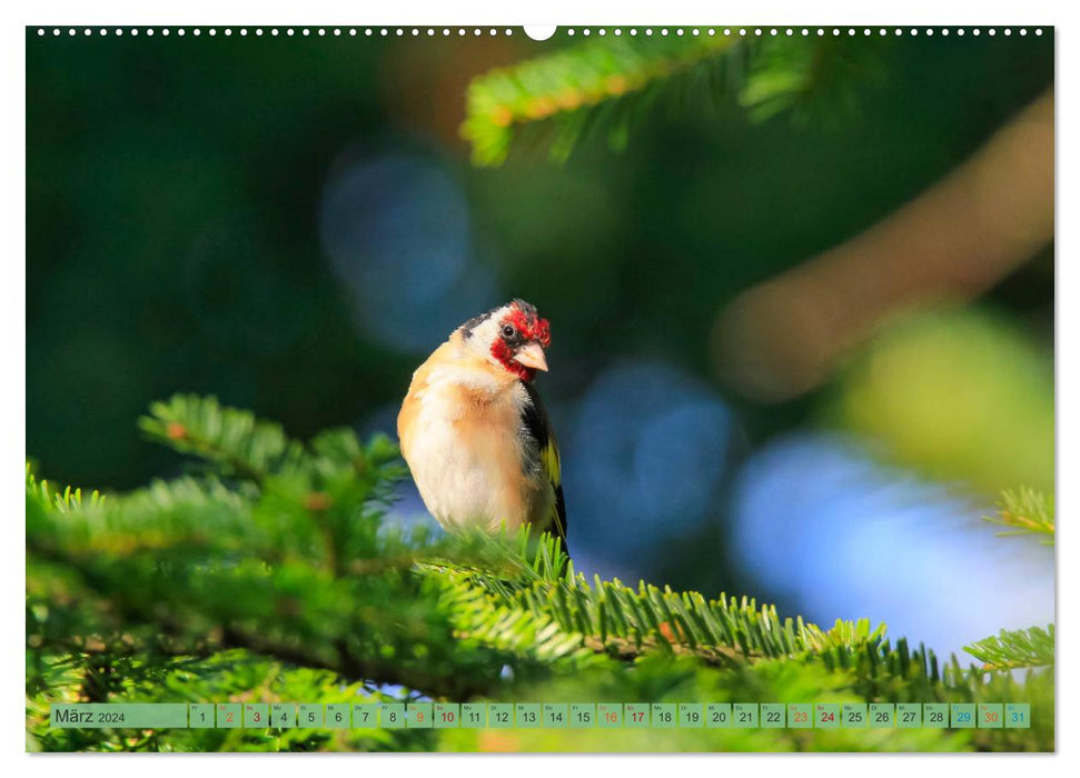 Goldfinch (CALVENDO Premium Wall Calendar 2024) 