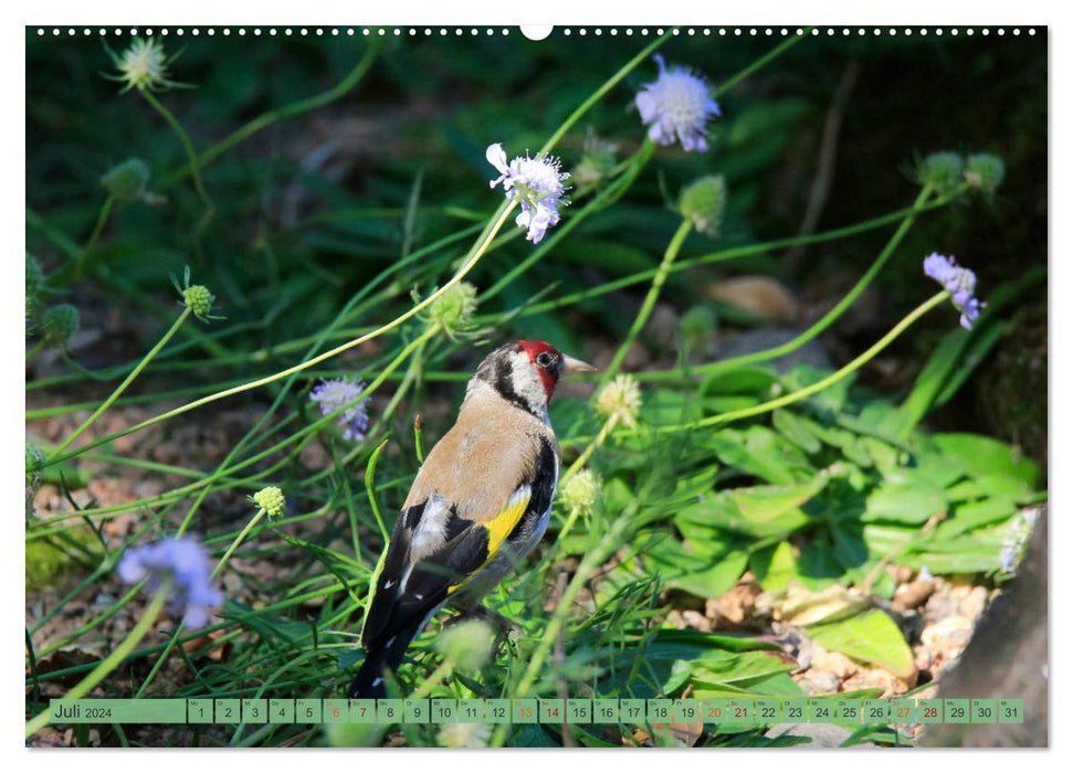 Goldfinch (CALVENDO Premium Wall Calendar 2024) 