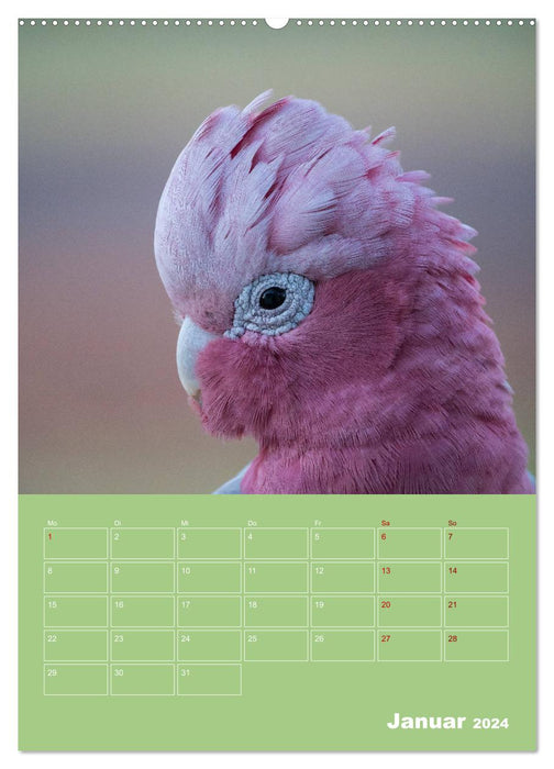 The colorful diversity of parrot birds (CALVENDO Premium Wall Calendar 2024) 