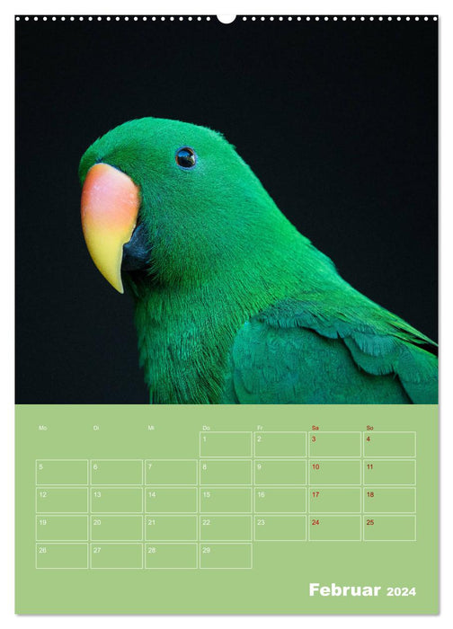 Die bunte Vielfalt der Papageienvögel (CALVENDO Premium Wandkalender 2024)