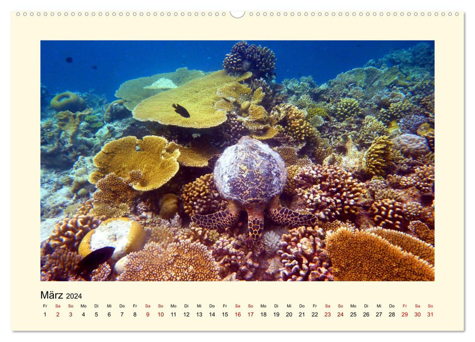Sea turtles - fascinating creatures of the world's oceans (CALVENDO Premium Wall Calendar 2024) 