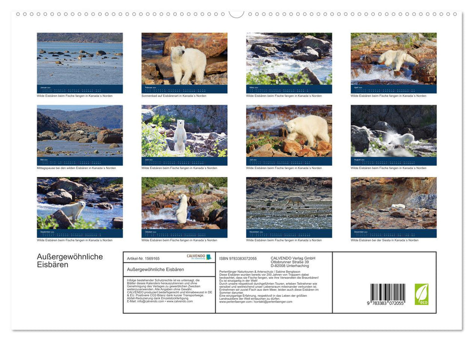 The life of the slightly “different” polar bears! (CALVENDO Premium Wall Calendar 2024) 