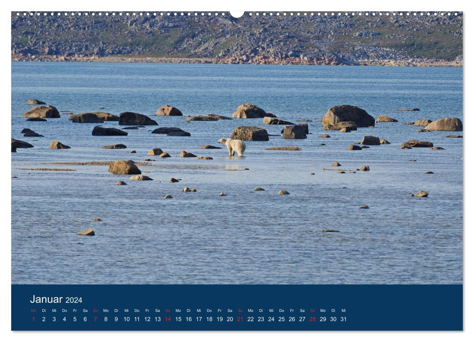 The life of the slightly “different” polar bears! (CALVENDO Premium Wall Calendar 2024) 