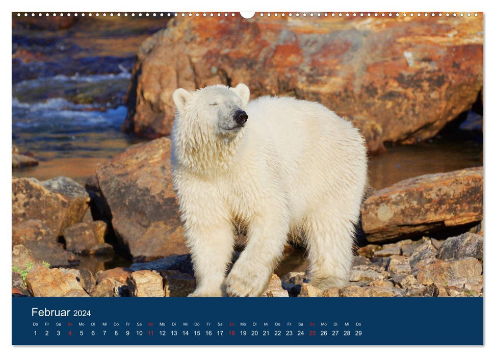 La vie des ours polaires un peu « différents » ! (Calendrier mural CALVENDO Premium 2024) 