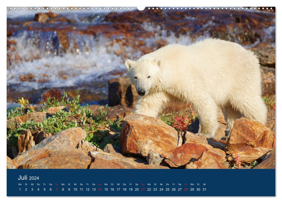 La vie des ours polaires un peu « différents » ! (Calendrier mural CALVENDO Premium 2024) 