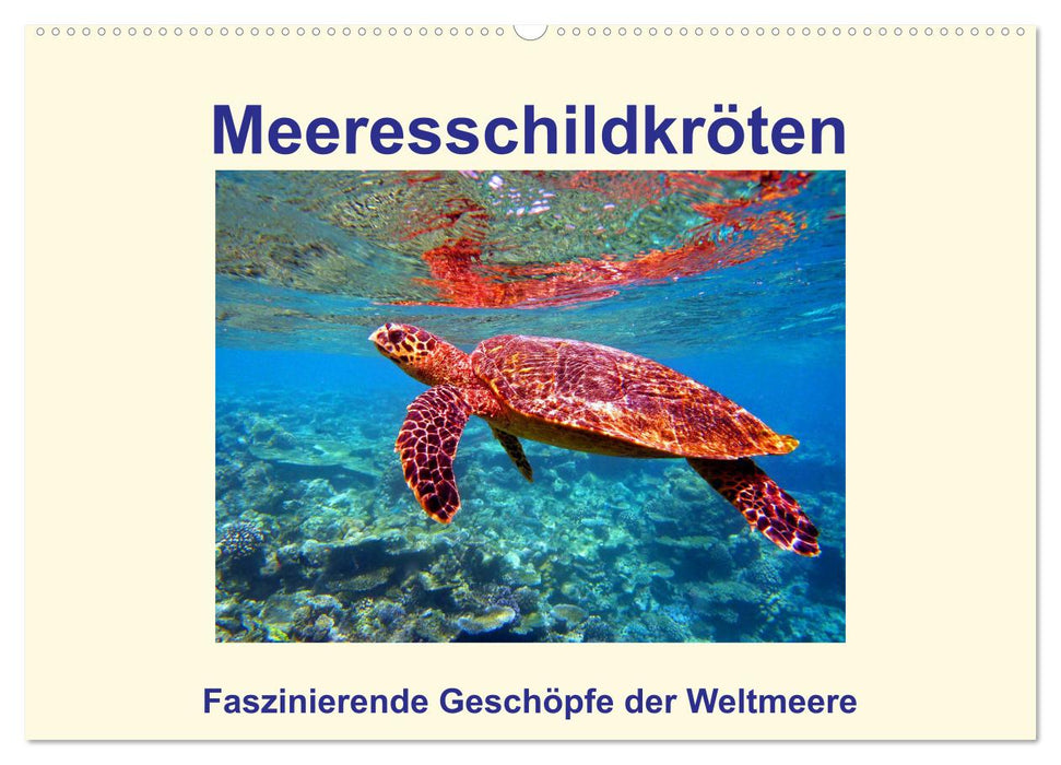 Sea turtles - fascinating creatures of the world's oceans (CALVENDO wall calendar 2024) 