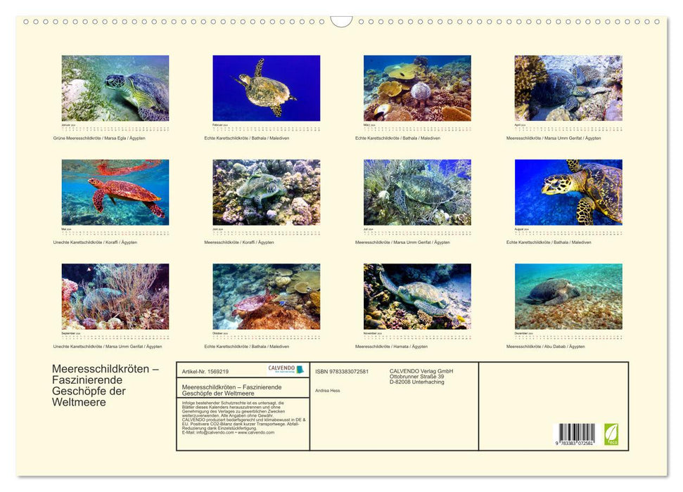 Tortues de mer - créatures fascinantes des océans du monde (calendrier mural CALVENDO 2024) 