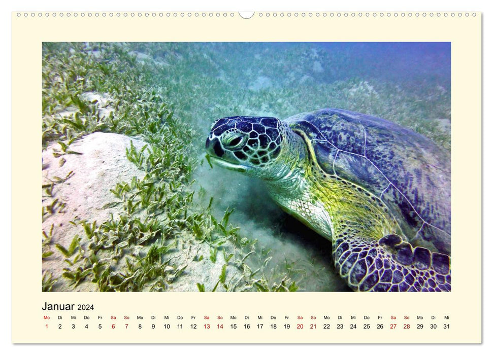 Tortues de mer - créatures fascinantes des océans du monde (calendrier mural CALVENDO 2024) 