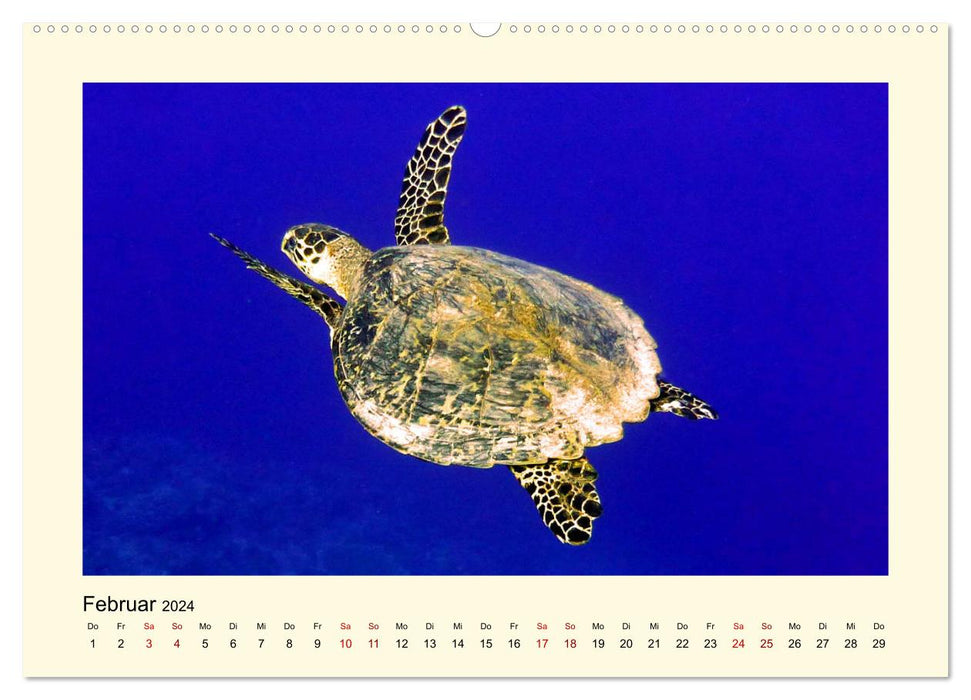 Tortues de mer - créatures fascinantes des océans du monde (calendrier mural CALVENDO 2024) 