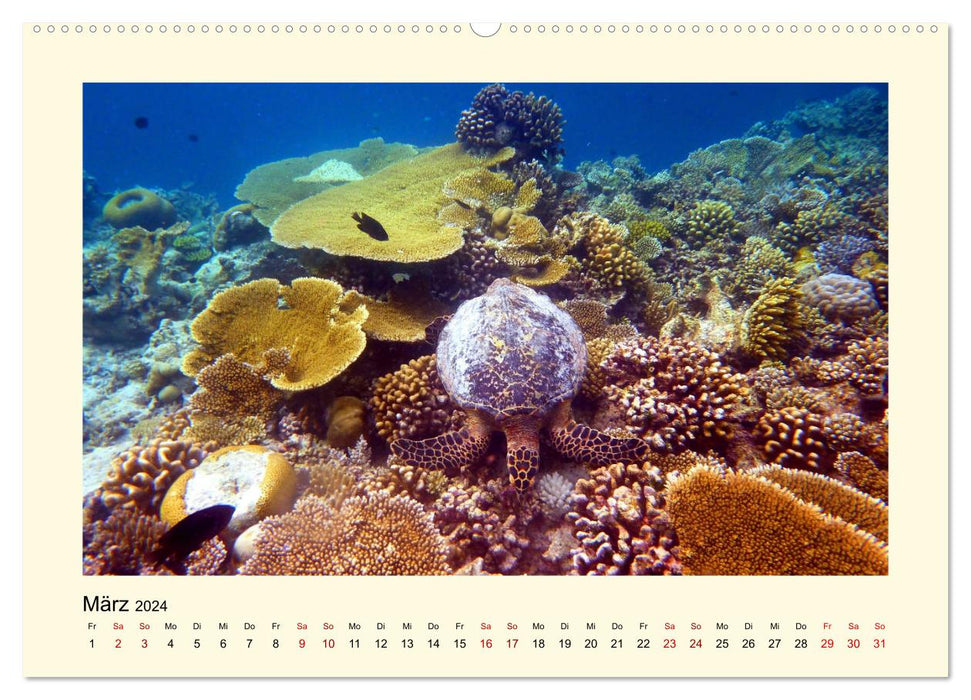 Tortues de mer - créatures fascinantes des océans du monde (calendrier mural CALVENDO 2024) 