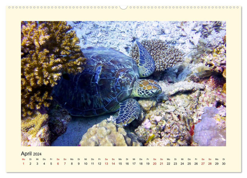 Tortues de mer - créatures fascinantes des océans du monde (calendrier mural CALVENDO 2024) 