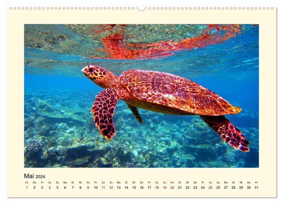 Tortues de mer - créatures fascinantes des océans du monde (calendrier mural CALVENDO 2024) 