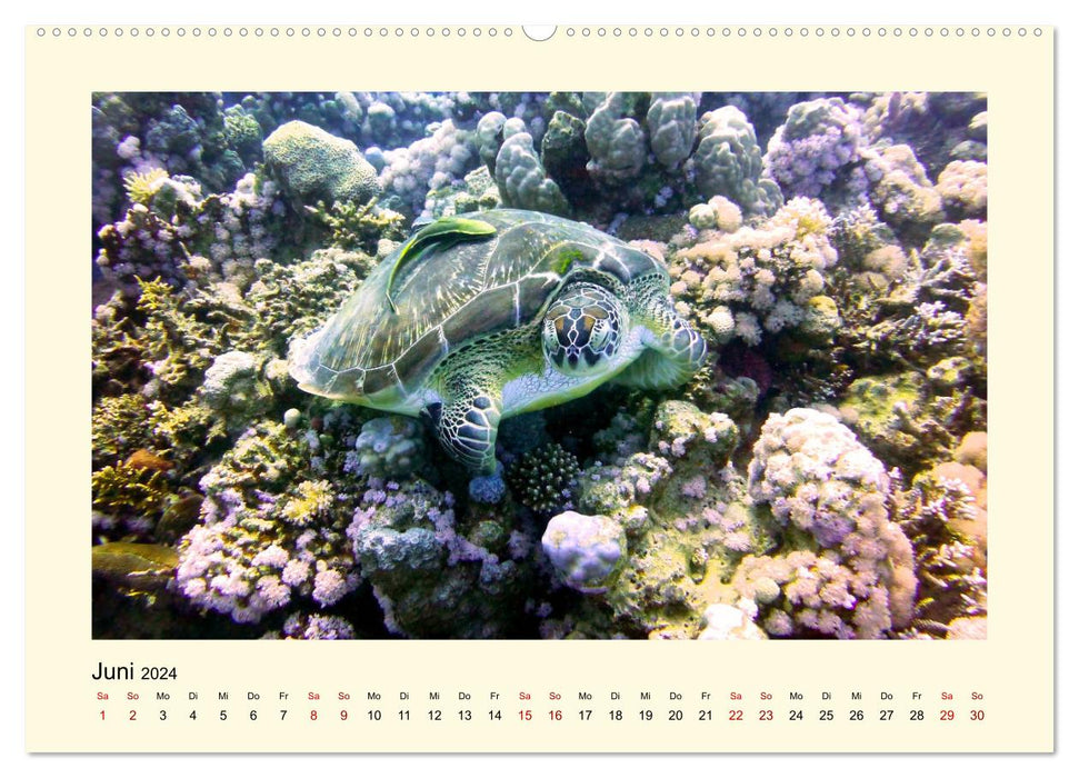 Tortues de mer - créatures fascinantes des océans du monde (calendrier mural CALVENDO 2024) 