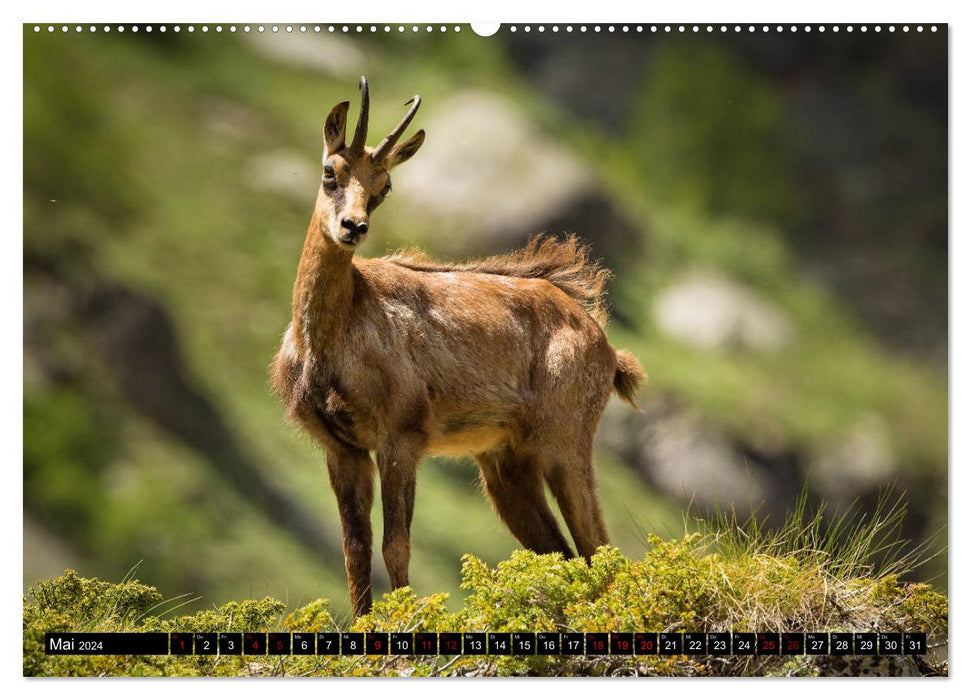 Gran Paradiso National Park (CALVENDO Premium Wall Calendar 2024) 